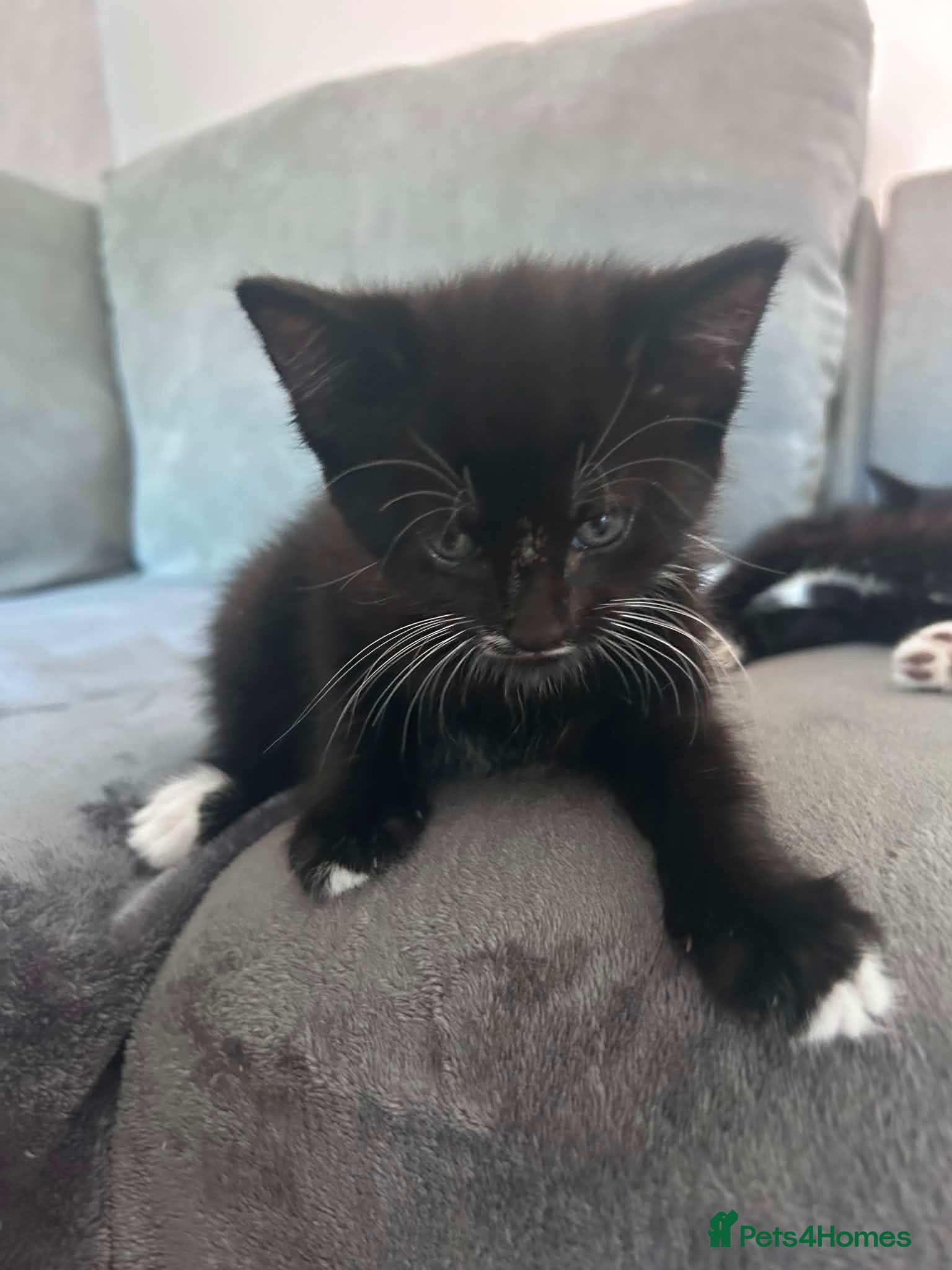 Mixed Breed cats Mixed litter ready for their forever home - Advert 1