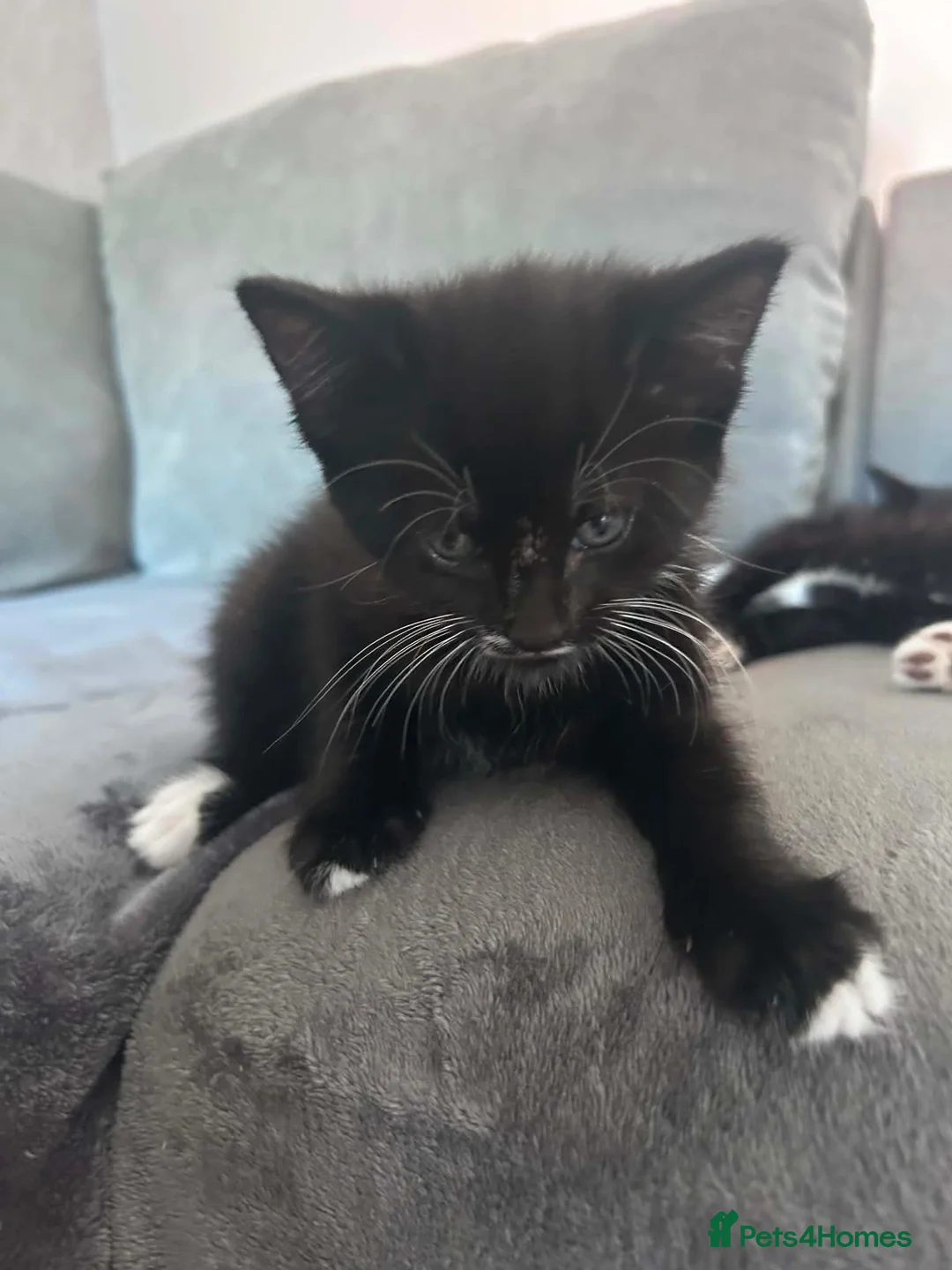 Mixed Breed cats for sale: Mixed litter ready for their forever home in Blandford Forum - Advert 1
