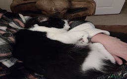 Mixed Breed cats for sale: Hella and Loki - Image 8