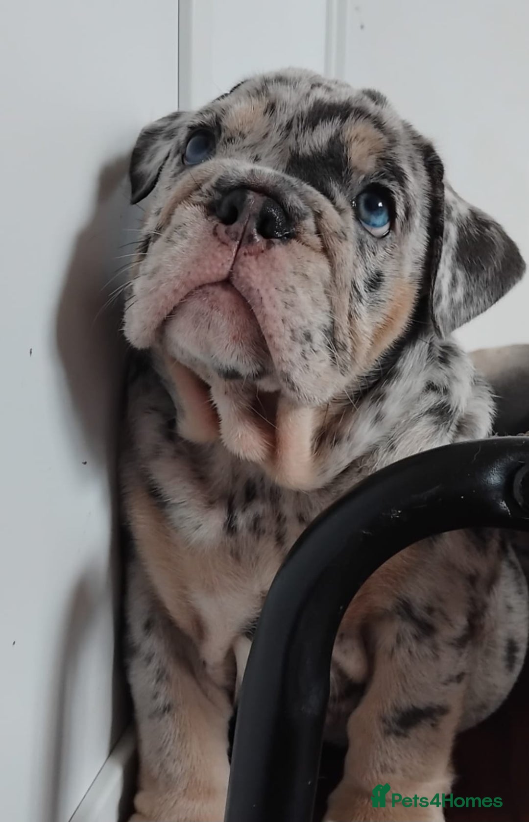 English Bulldog dogs for sale: Beautiful English Bulldog Puppies - Image 7