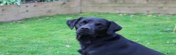 Labrador Retriever dogs for stud: Fallowpark Dark Grove Stud dog in Launceston - Advert 6