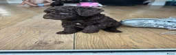 Cockapoo dogs for sale: 1x Chocolate  Female cockapoo  in Bolton - Advert 10