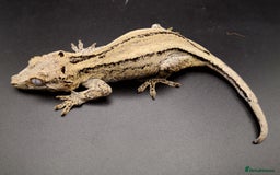 Gecko reptiles for sale: 0.2 Adult Female Gargoyle Geckos (Proven) - Image 5