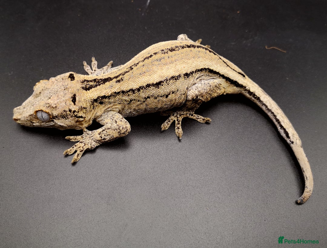 Gecko reptiles for sale: 0.2 Adult Female Gargoyle Geckos (Proven) - Image 5