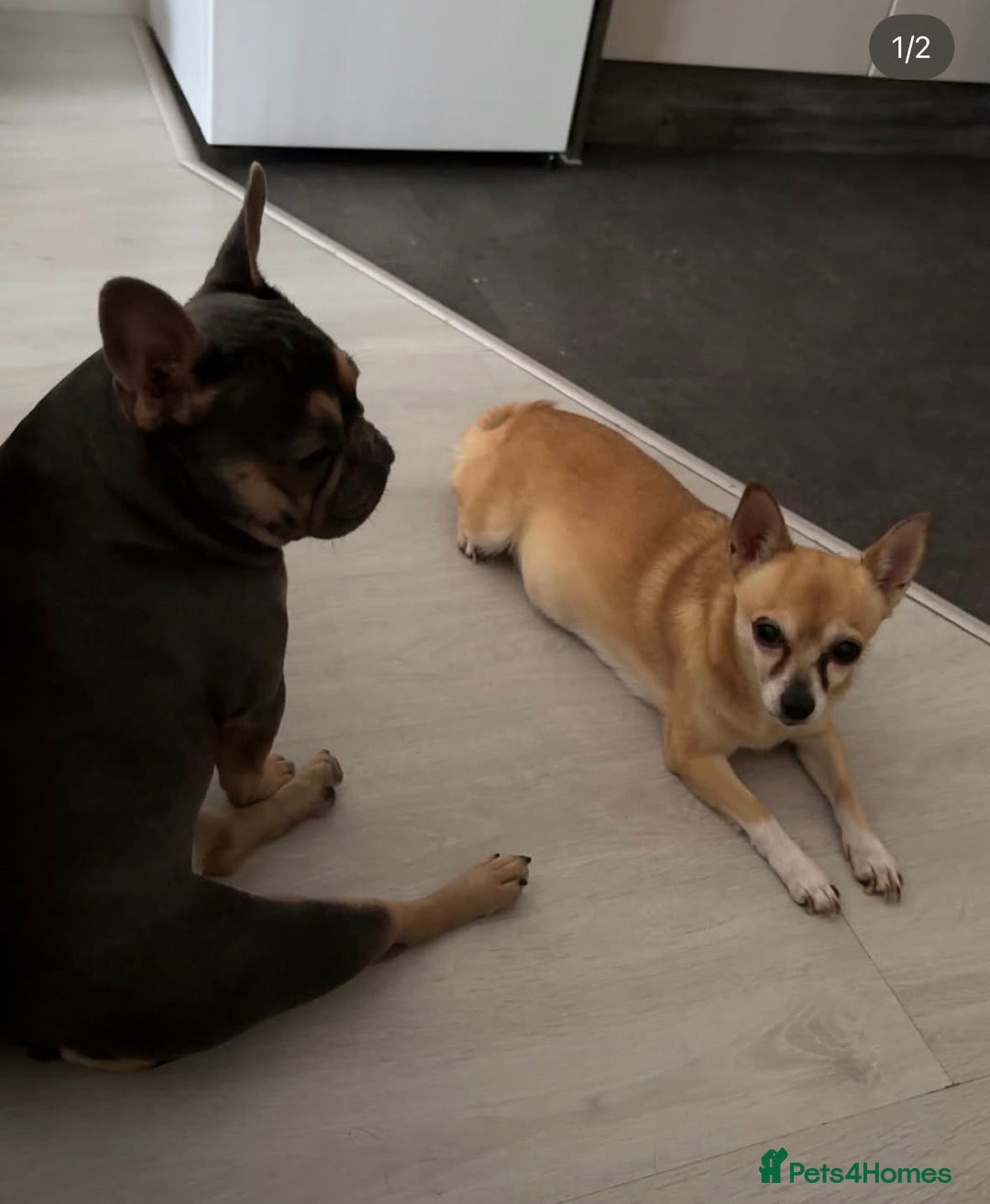 Chihuahua dogs for sale: Chihuaha for rehoming  - Advert 5