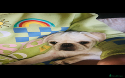 Pug dogs for sale: Our beautiful Panda Pug Luna  - Image 3