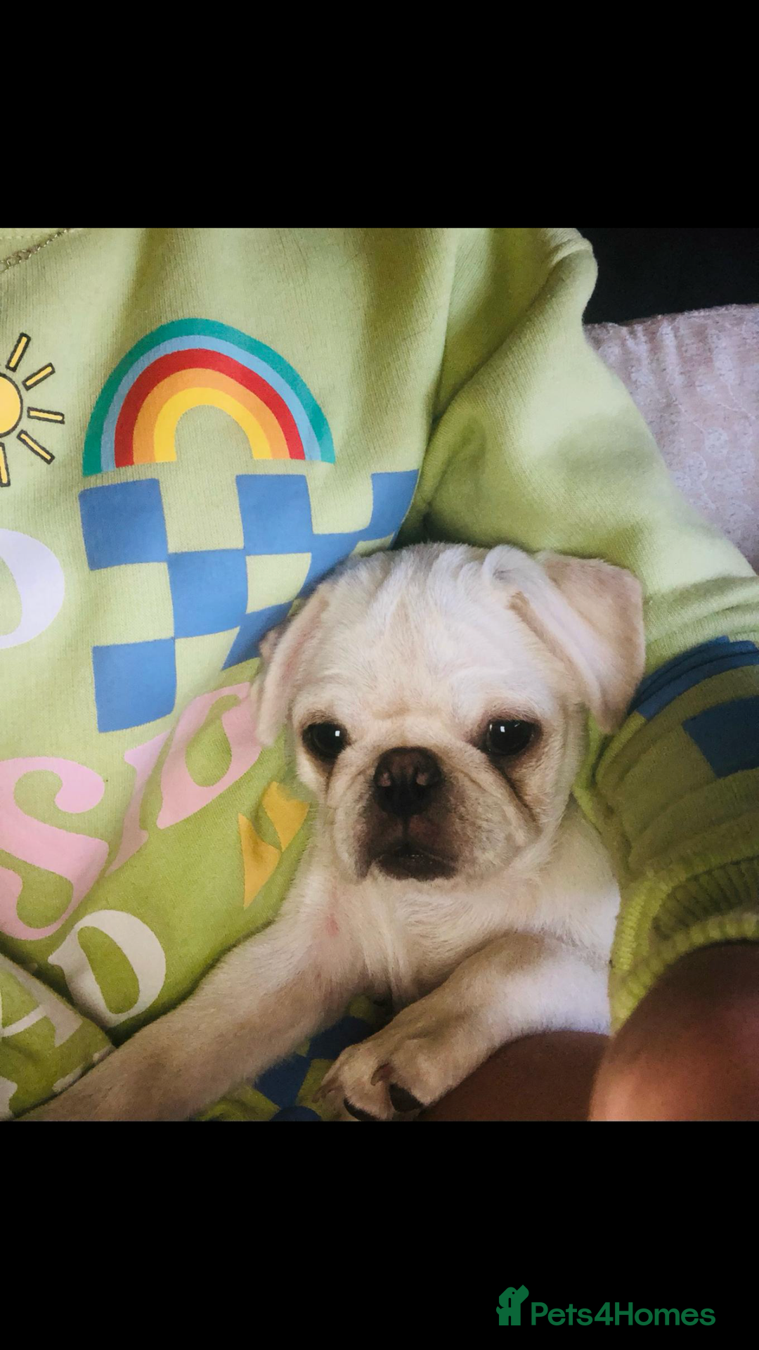 Pug dogs for sale: Our beautiful Panda Pug Luna  - Image 3