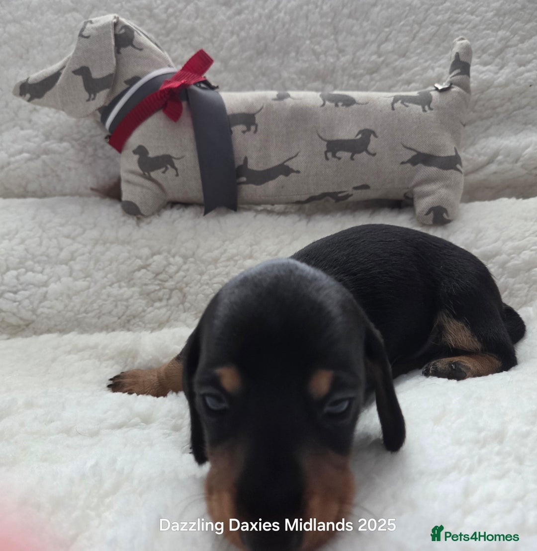 Miniature Dachshund dogs for sale: Shorthaired Minature Daschunds  - Image 20