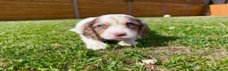Cockapoo dogs for sale: Beautiful F1 Cockapoo Babies 🐾🐾🐾 - Advert 11