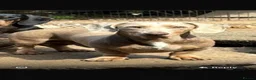 Dachshund dogs for sale: Piebald dachshund puppies for sale  - Advert 3