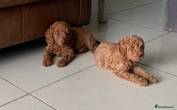 Labradoodle dogs for sale: F1b Labradoodles Fox Red (Health tested clear)  - Image 1