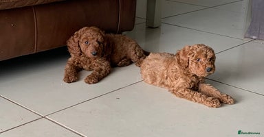 Labradoodle dogs - Advert 7