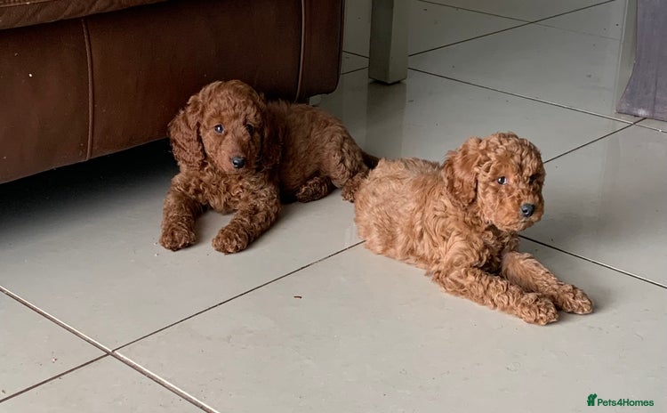 Labradoodle dogs - Advert 4