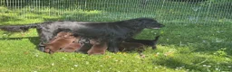 Flat coated Retriever dogs for sale: Gorgeous liver and black Flatcoat Retrievers - Advert 9