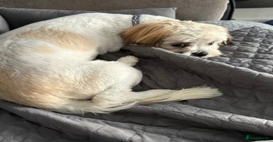 Mixed Breed dogs - Advert 4