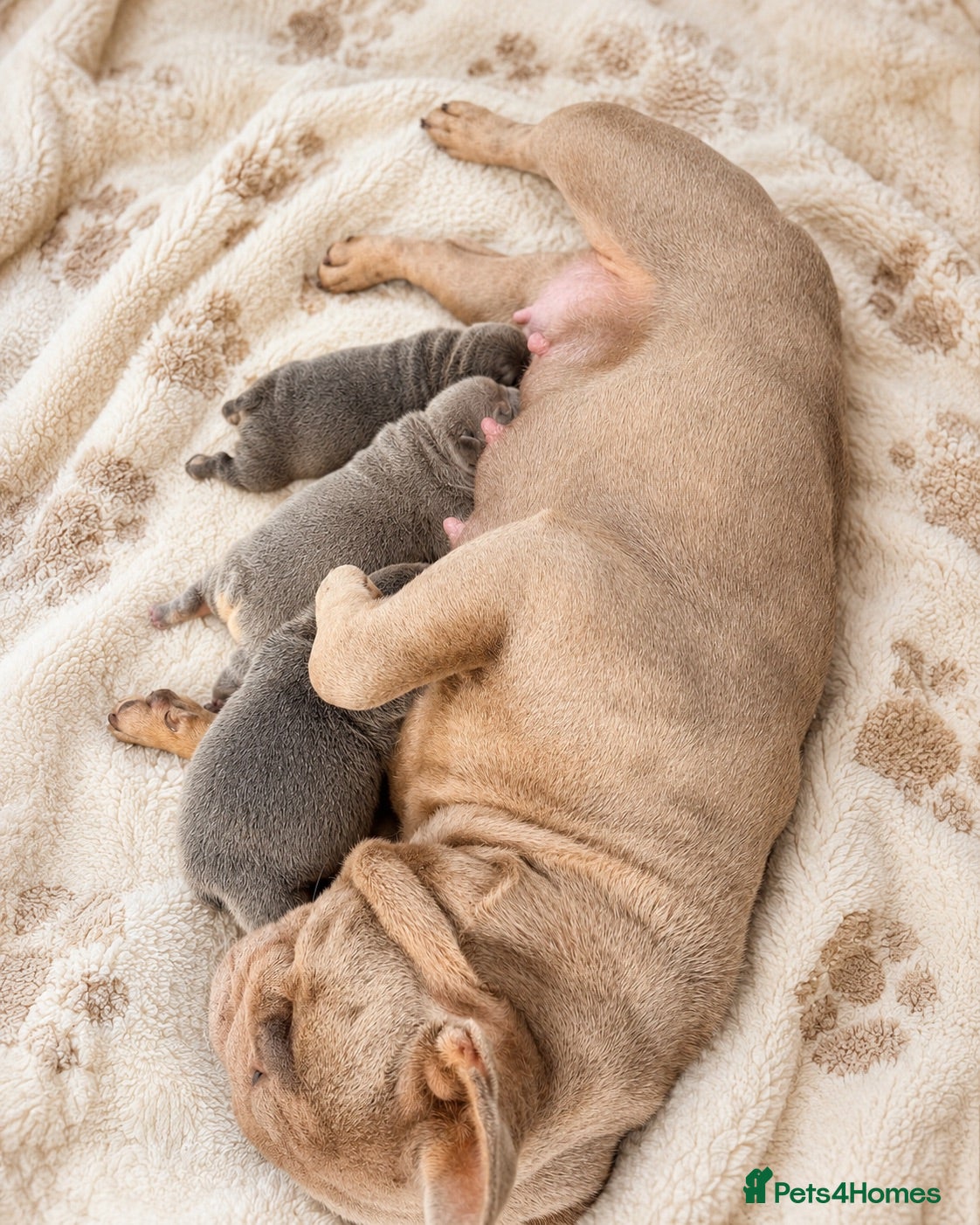 French Bulldog dogs 💙 Beautiful French Bulldog Puppies 💙 - Advert 1
