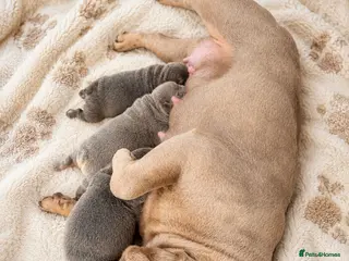 French Bulldog dogs 💙 Beautiful French Bulldog Puppies 💙 - Advert 5