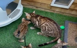 Bengal cats for sale: Active TICA Reg. Bengal Queen Sepia & Blue Carrier - Image 3