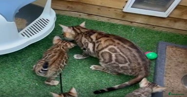 Bengal cats - Advert 7
