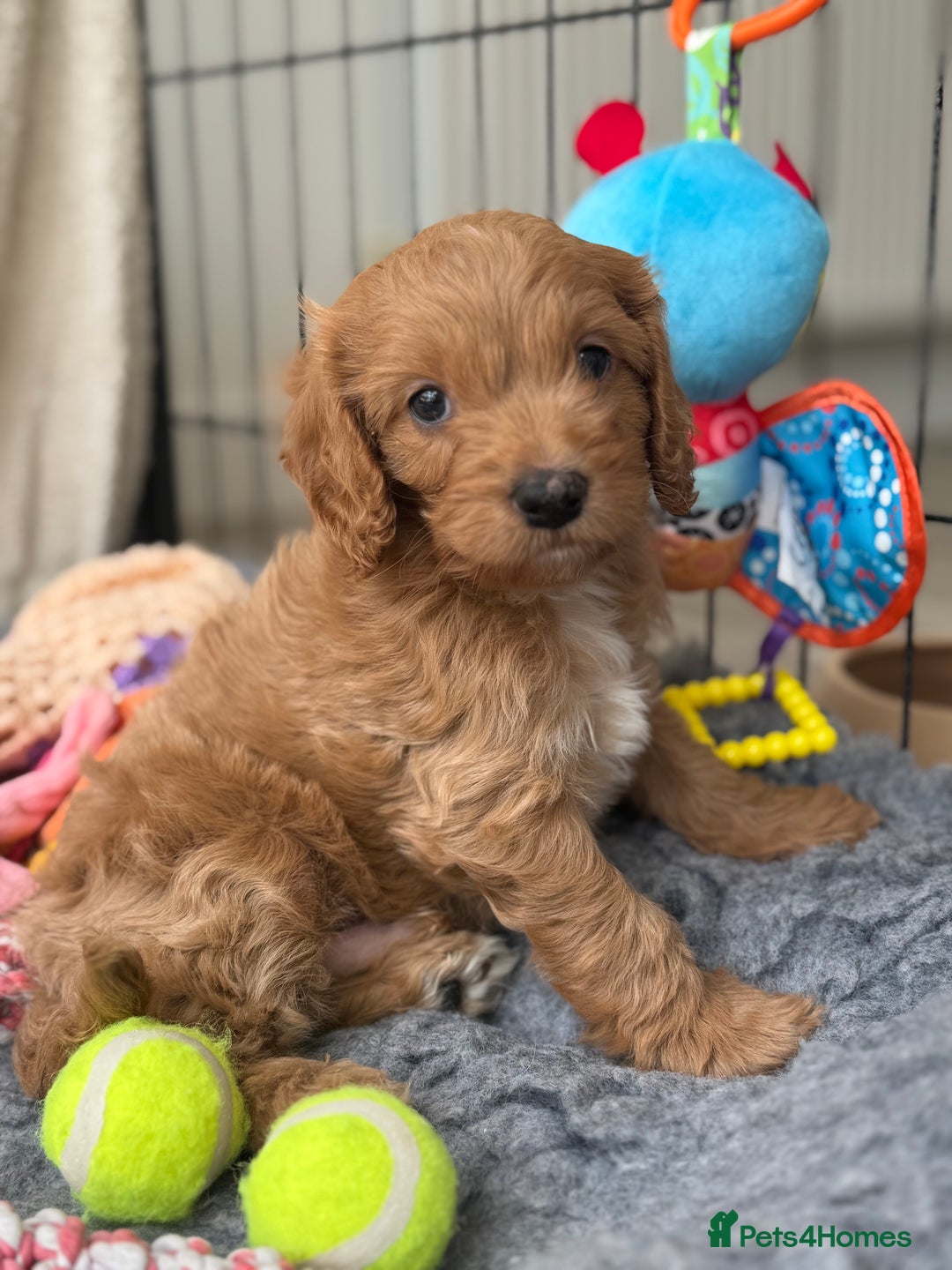 Cavapoo dogs for sale: Quality bred Cavapoo F1 - Image 21