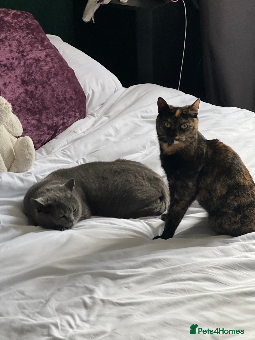 Mixed Breed cats for sale: Third generation of stunning healthy Cats - Advert 1