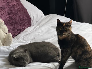 Mixed Breed cats Third generation of stunning healthy Cats - Advert 1