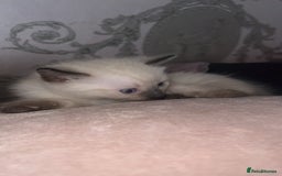 Siamese cats for sale: Mix cats tortoiseshell cat with Siamese cat  - Image 2