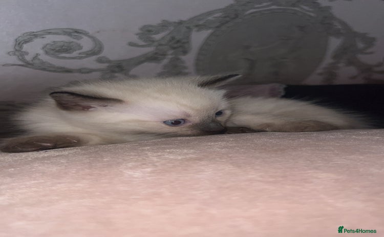 Siamese cats - Advert 1