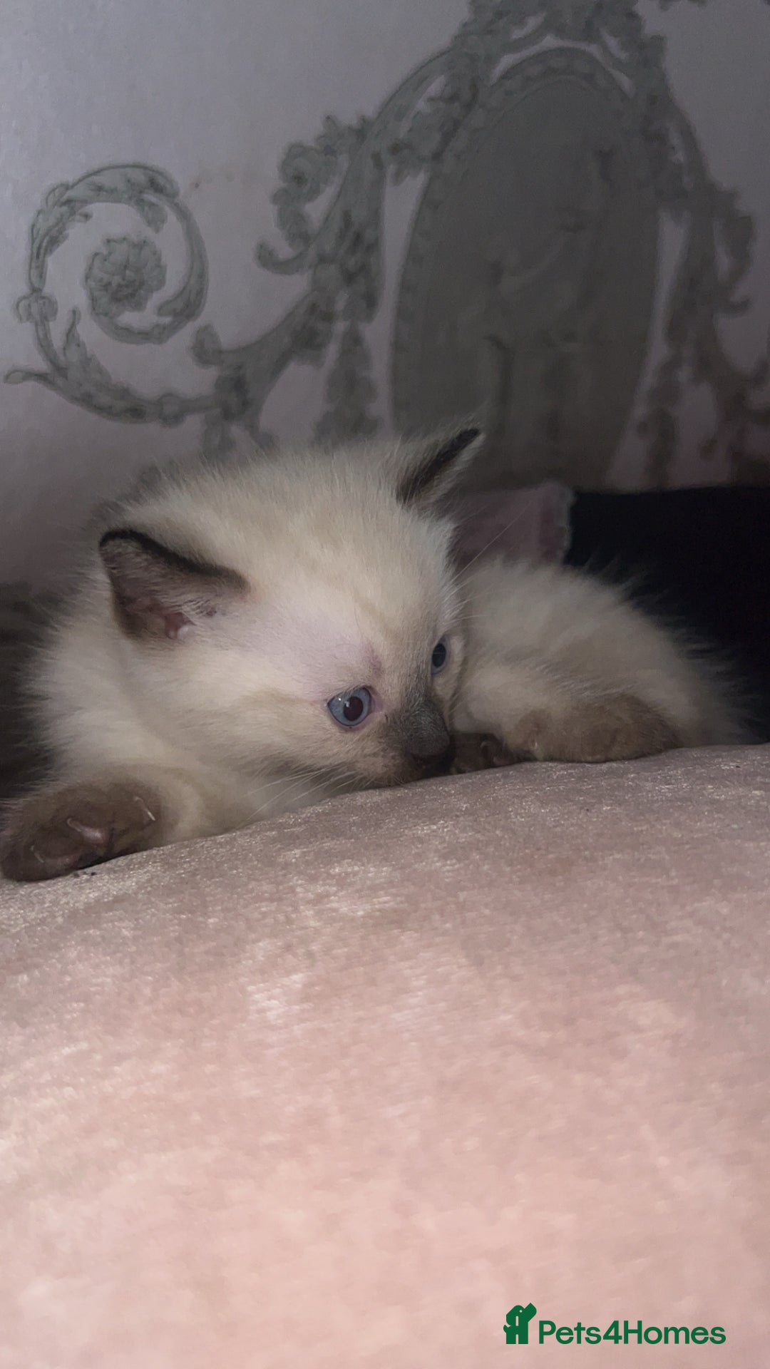 Siamese cats for sale: Mix cats tortoiseshell cat with Siamese cat  - Image 2