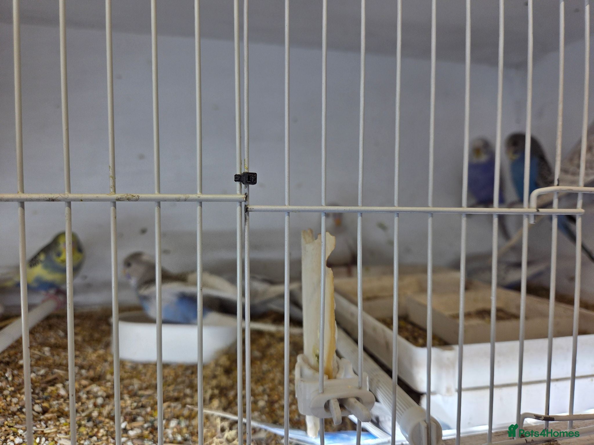 Budgerigars birds  Normal  pieds budgies  - Advert 2