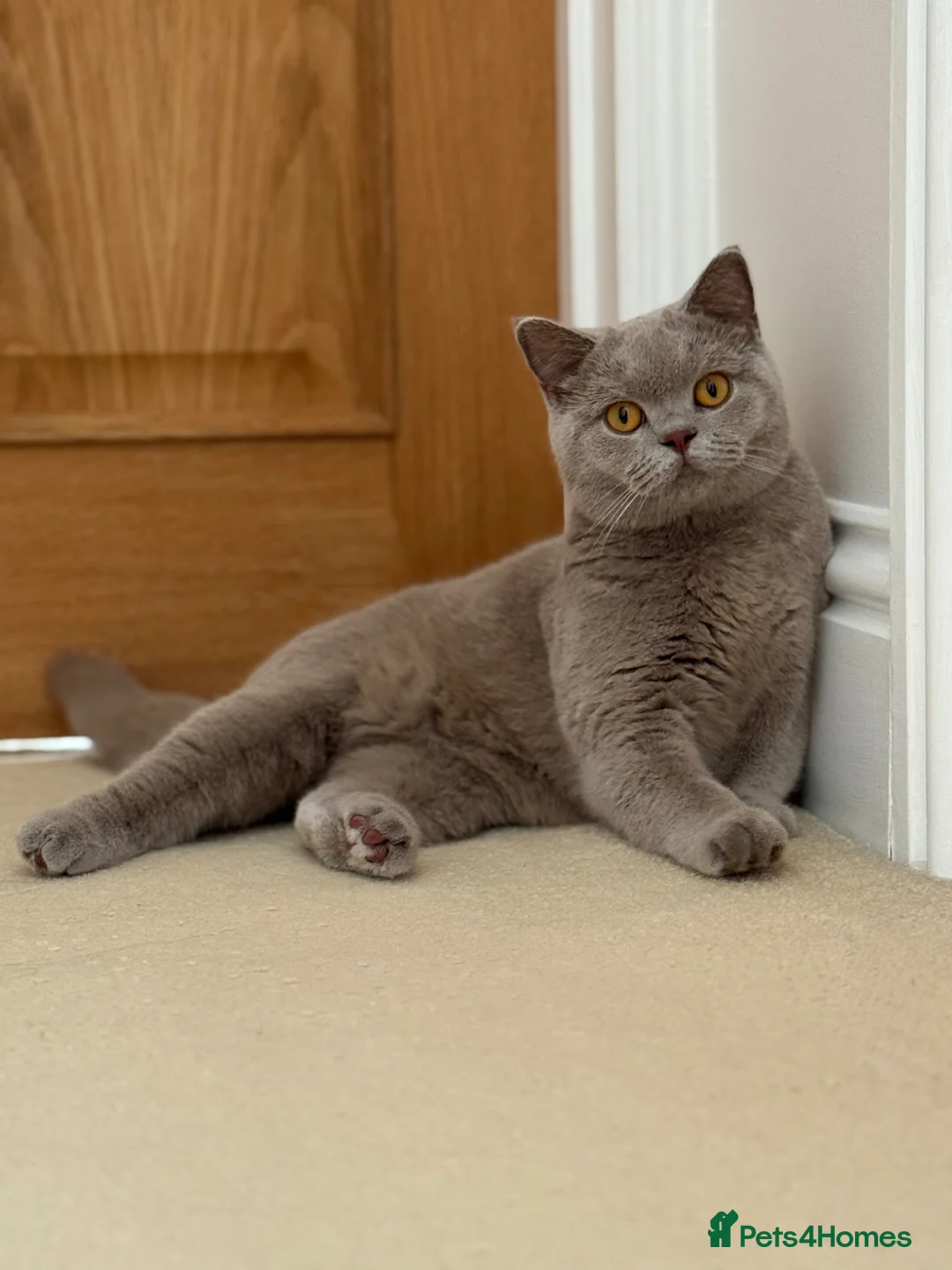 British Shorthair cats for sale: Exceptional FIFe Registered BSH Kittens - Advert 33