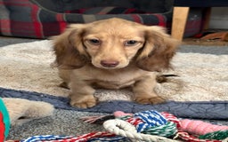 Miniature Dachshund dogs for sale: Gorgeous shaded cream boy and girl - Image 5