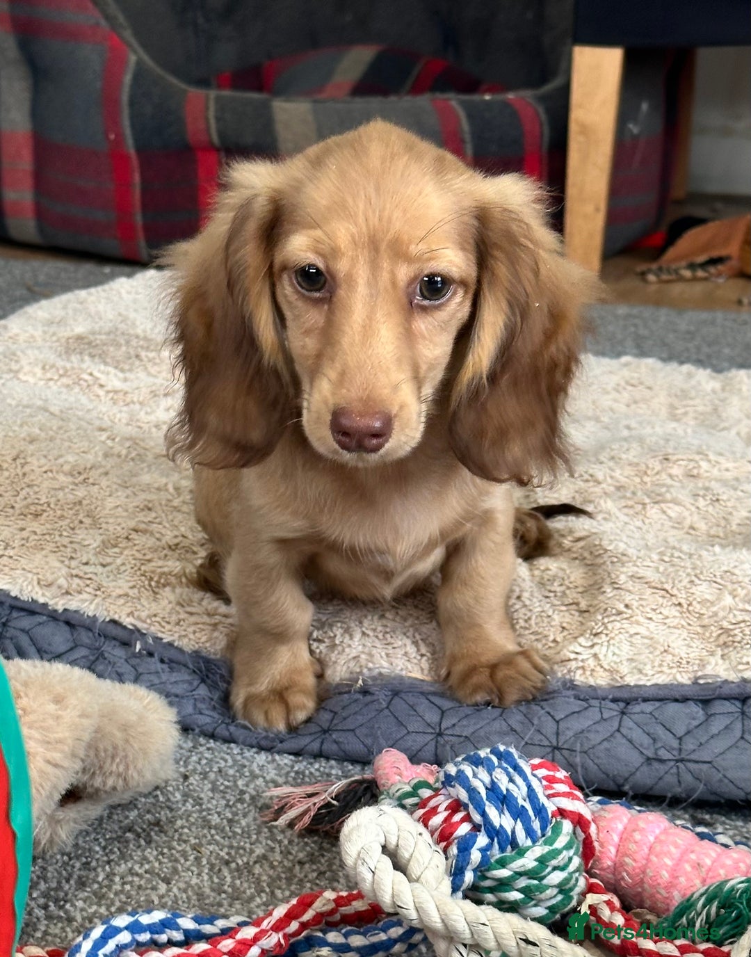 Miniature Dachshund dogs for sale: Gorgeous shaded cream boy and girl - Image 5