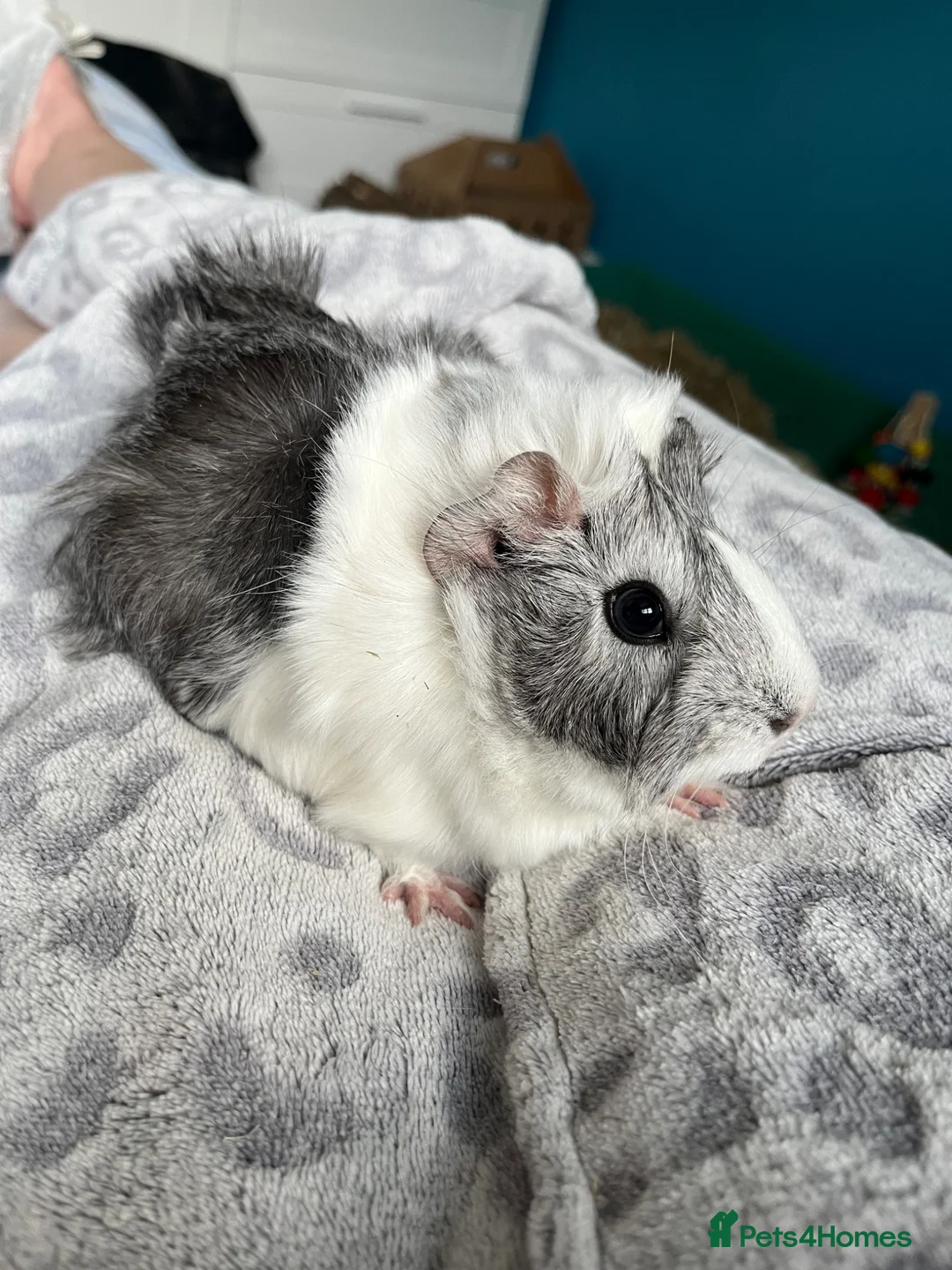 Guinea Pig rodents for sale: Two guinea pigs for re homing  in Wrexham - Advert 1