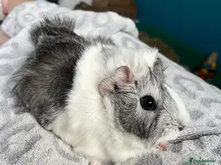 Guinea Pig rodents Two guinea pigs for re homing - Advert 2