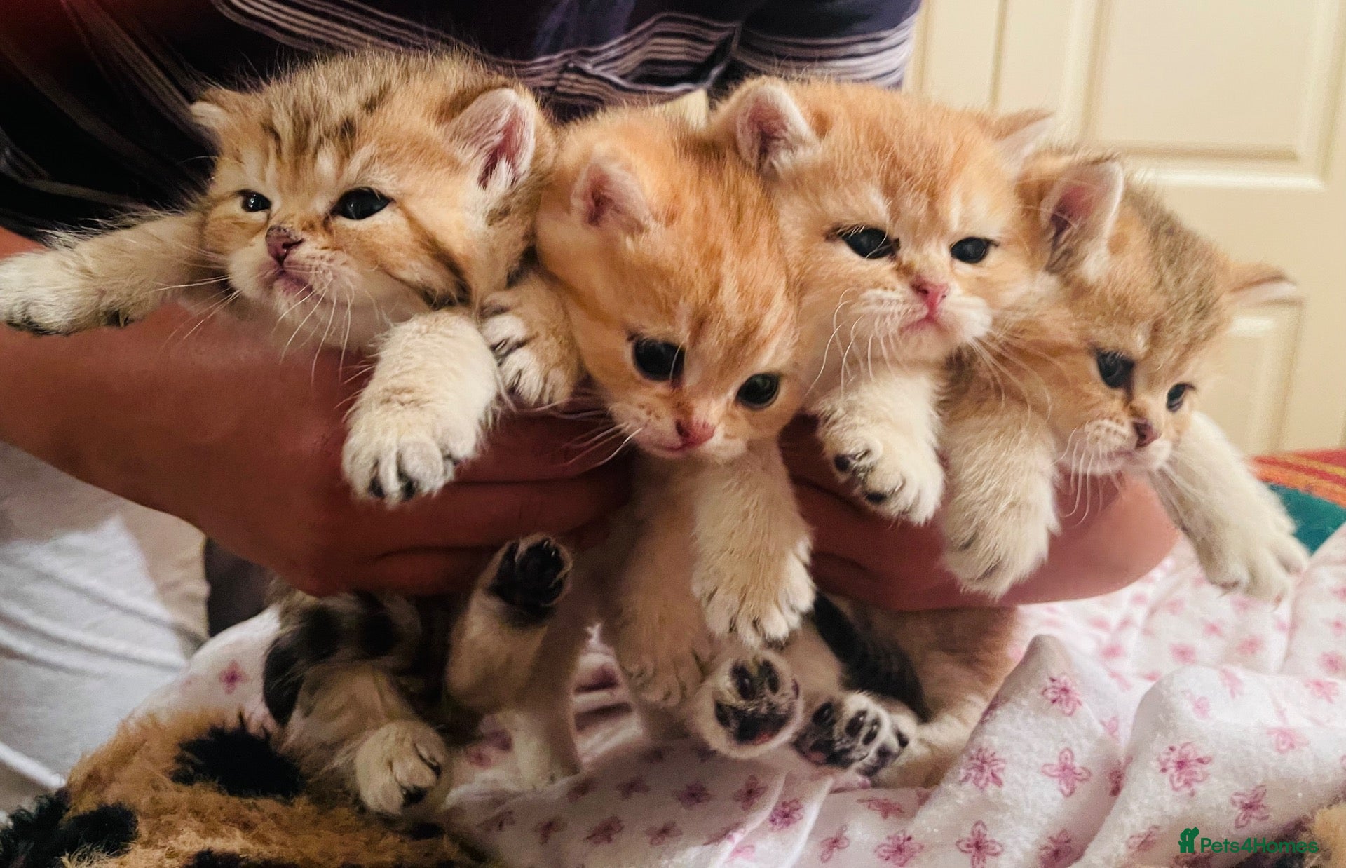 British Shorthair cats British Shorthairs  - Advert 2