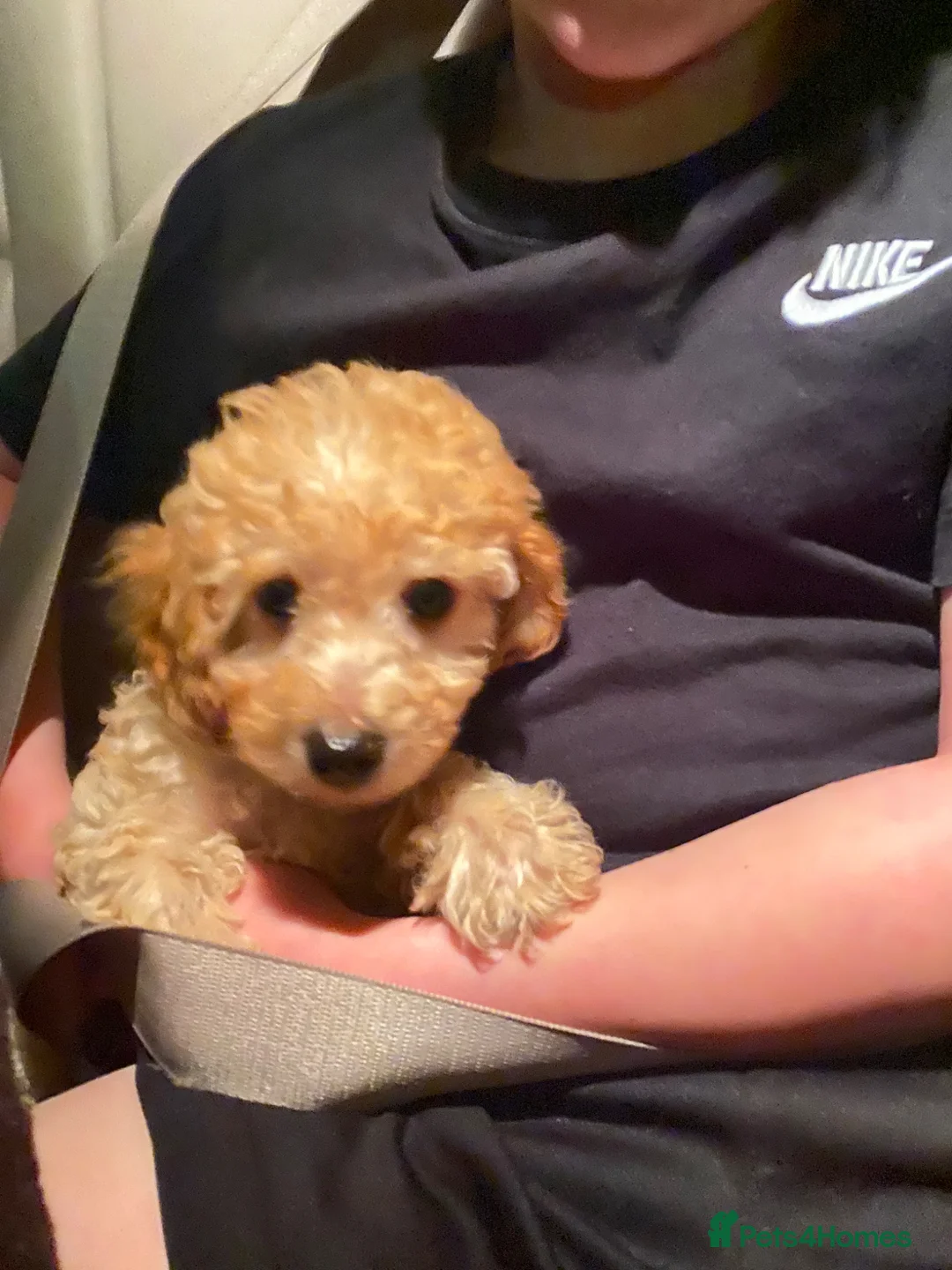 Toy Poodle dogs for sale: Toy poodle - male - 5 months - Advert 2