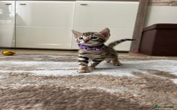 Bengal cats for sale: Gorgeous Pure Bengal Kittens Ready To Go! ❤️ - Image 9