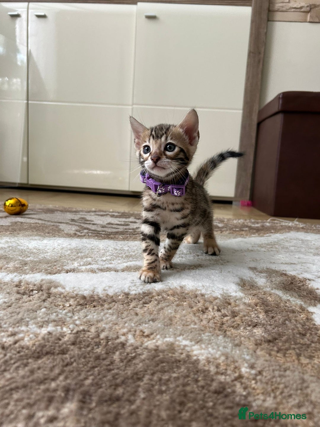 Bengal cats for sale: Gorgeous Pure Bengal Kittens Ready To Go! ❤️ - Image 9