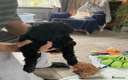 Toy Poodle dogs for sale: Toy poodle - Image 13