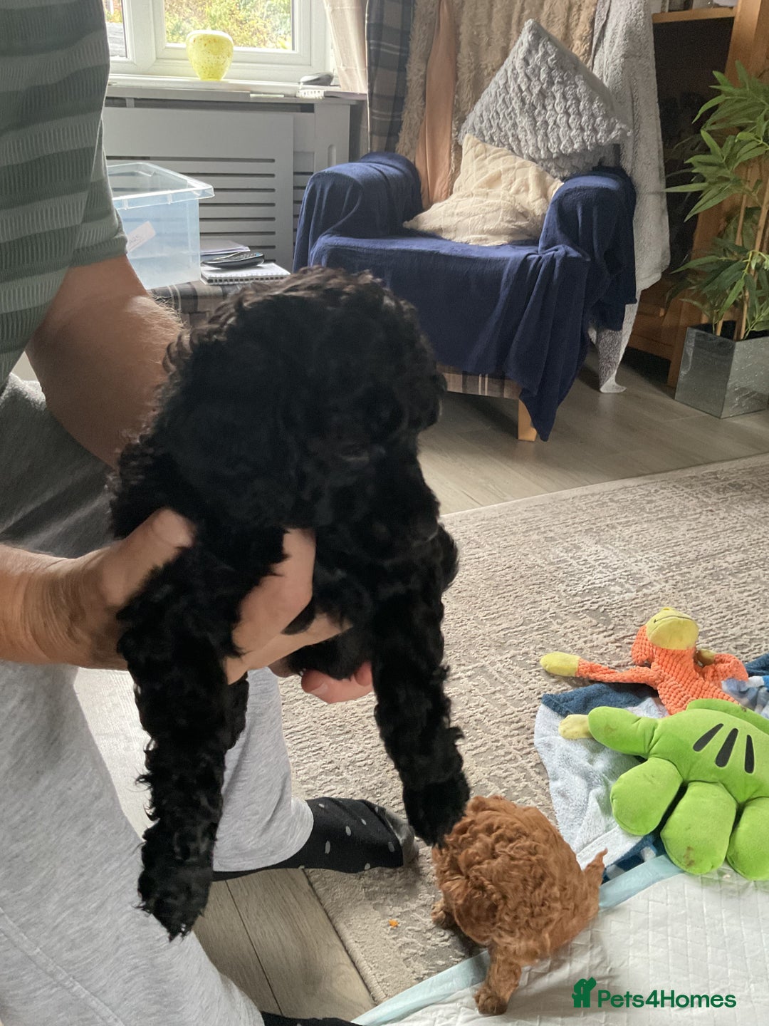 Toy Poodle dogs for sale: Toy poodle - Image 13