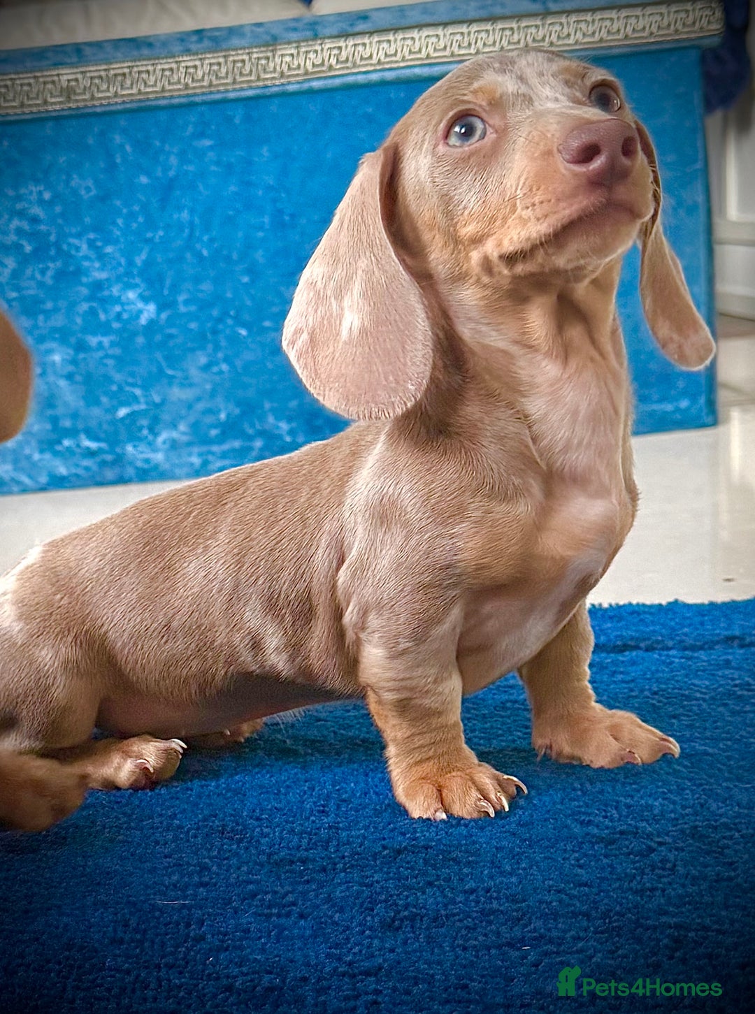 Miniature Dachshund dogs for sale: 2 beautiful miniature dachshunds in Willenhall - Image 4