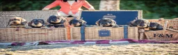 Dachshund dogs for sale: KC Reg Standard Wire-haired Dachshund Puppies - Advert 7