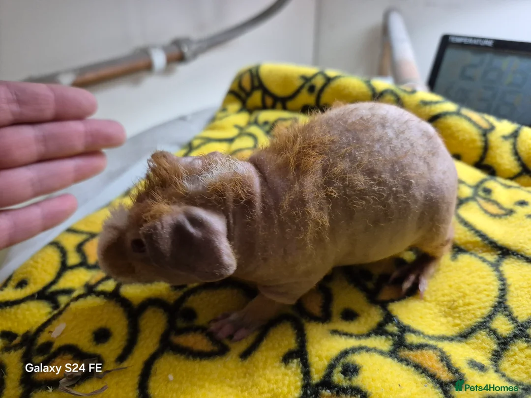 Guinea Pig rodents for sale: Skinnies and guineas for sale  - Advert 4