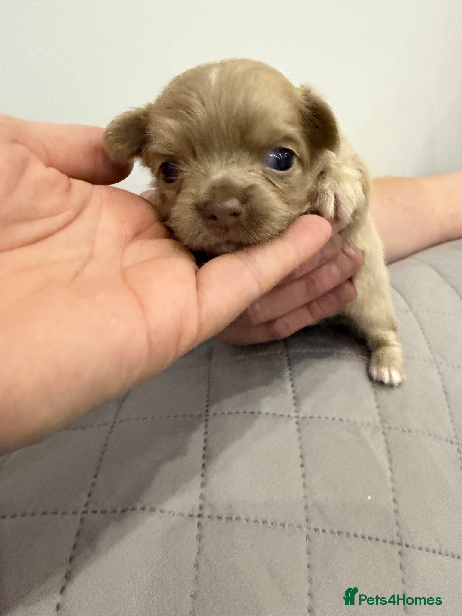 Chihuahua dogs Beautiful chihuahua puppies - Advert 1