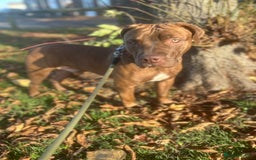 Mixed Breed dogs for sale: mastiff x staffy puppy - Advert 4