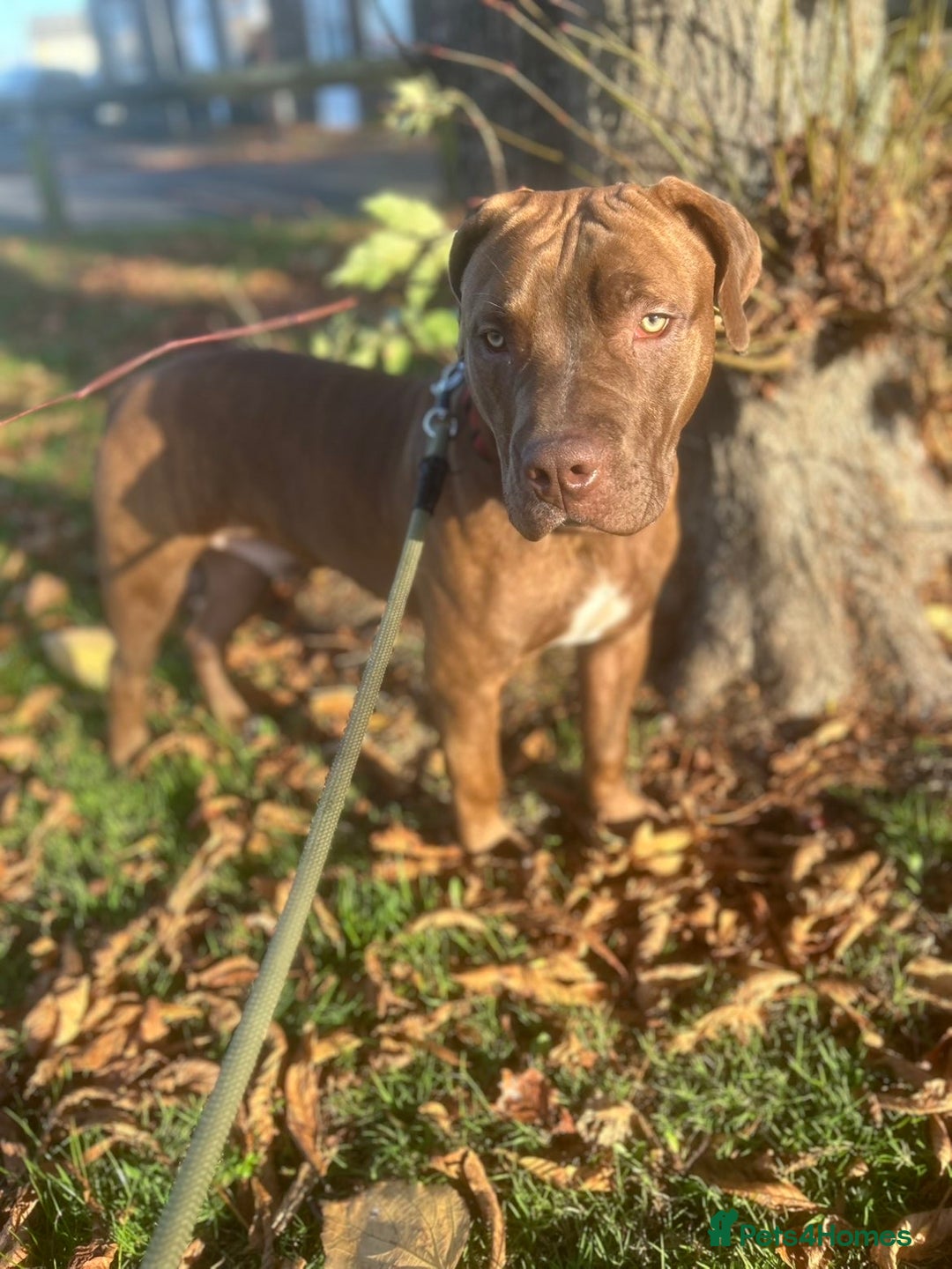 Mixed Breed dogs for sale: mastiff x staffy puppy - Advert 4