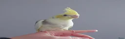 Cockatiels birds for sale: Hand reread silly tame DNA sexed baby cockatiels  - Advert 25