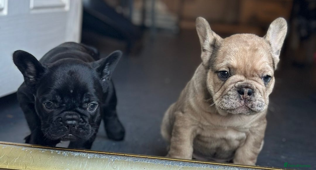 French Bulldog dogs for sale: 3 beautiful French bulldog puppies  - Image 5