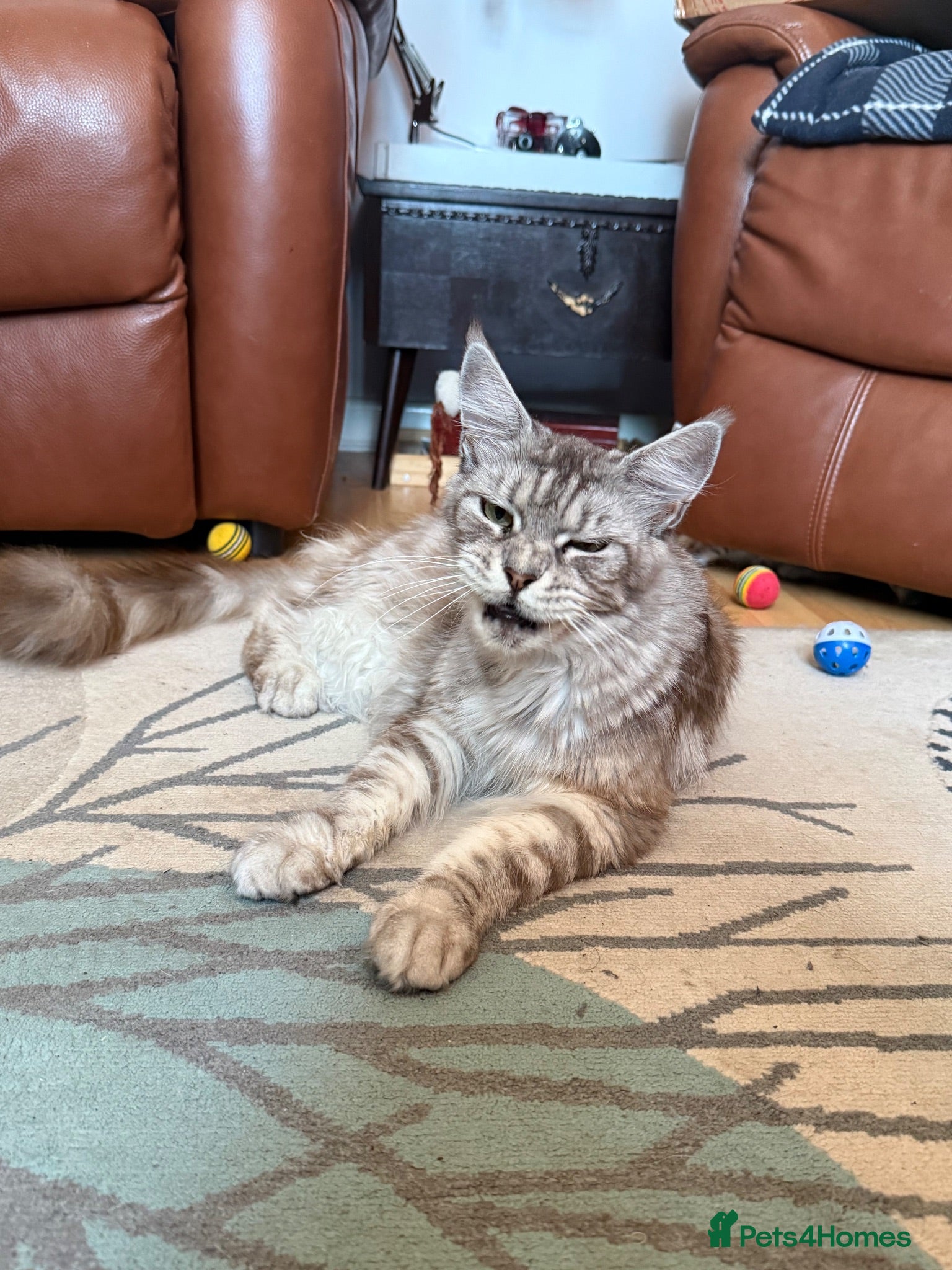 Maine Coon cats Maine Coon Cross British short hair  - Advert 1